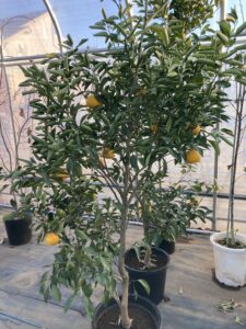 「常緑」夏ミカン