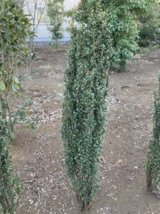 「常緑」スカイペンシル