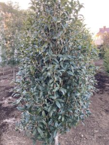 [常緑]キンモクセイ